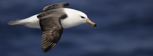 Albatros-à-sourcils-noirs