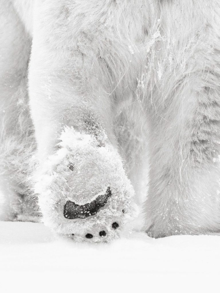 GRISE FIORD Passion Polar